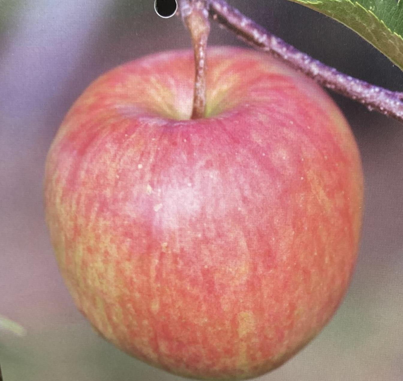 Apple tree 'Red Falstaff' | Malus domestica - M27 - Ultra-Dwarfing - 130-140cm - 10lt