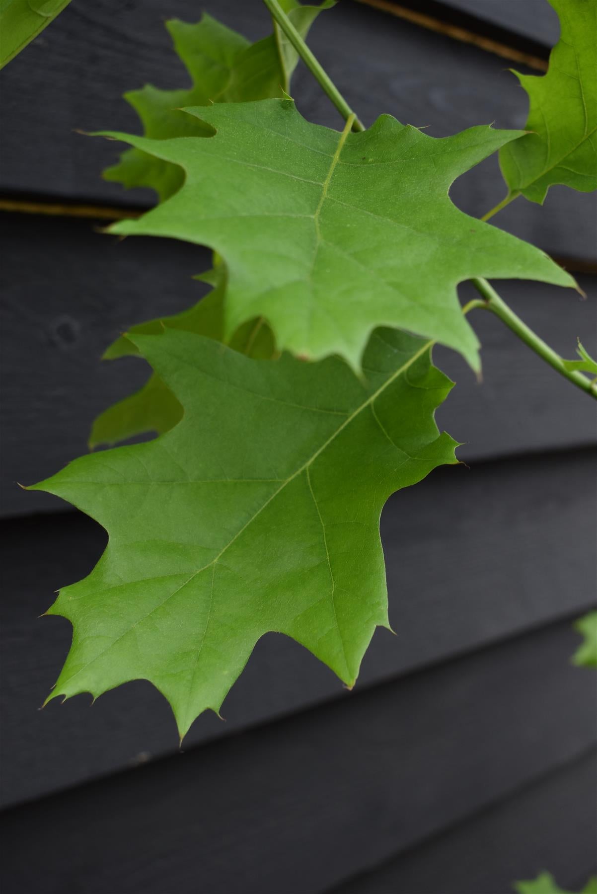 Red Oak | Quercus rubra - Height 150-200cm - 12lt