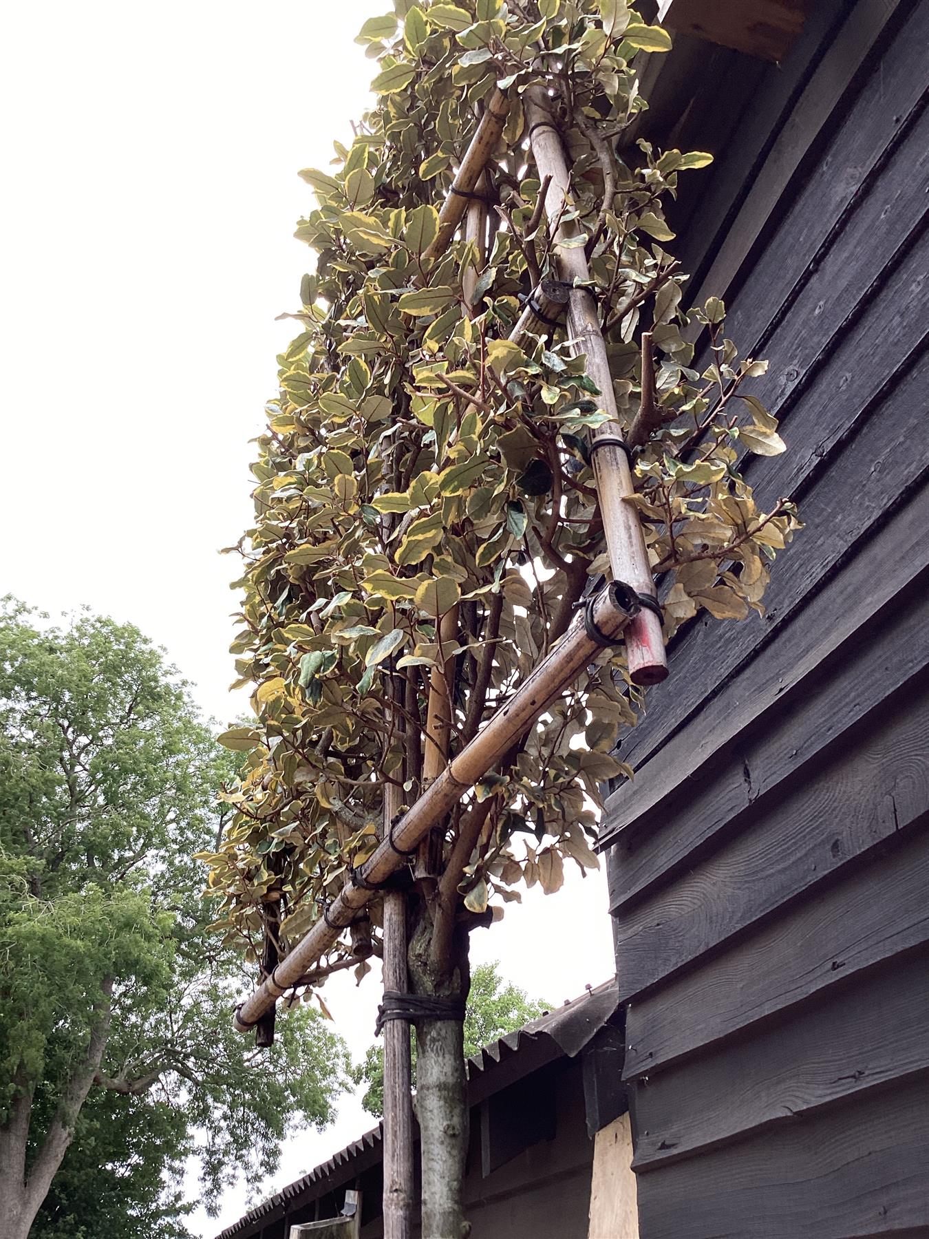 Elaeagnus ebbingei 'Viveleg' - Standard - Pleaced/Espalier (100x100cm bamboo) - Stem 200cm - Girth 10-12cm - Height 300cm - 70lt