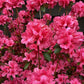 Azalea Japonica Silvester - Purple-Pink Flower| Rhododendron Silvester  - Bushy - Height 40-50cm - 10lt