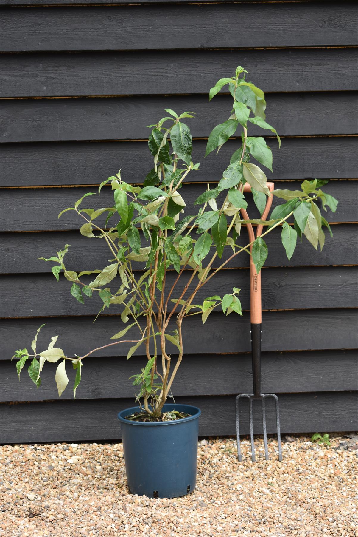 Buddleja Royal Red | Butterfly bush - 40-60cm, 12lt