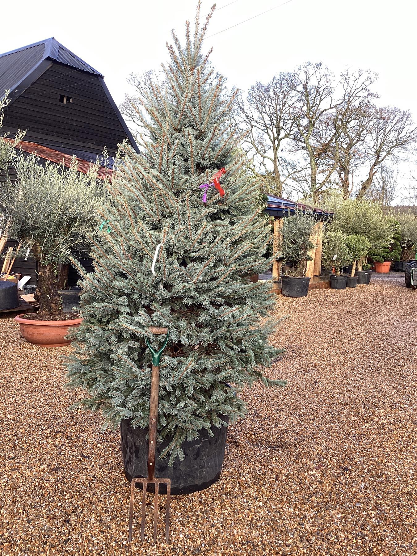 Picea pungens 'Fat Albert' | Colorado Spruce - 250-270cm, 150lt