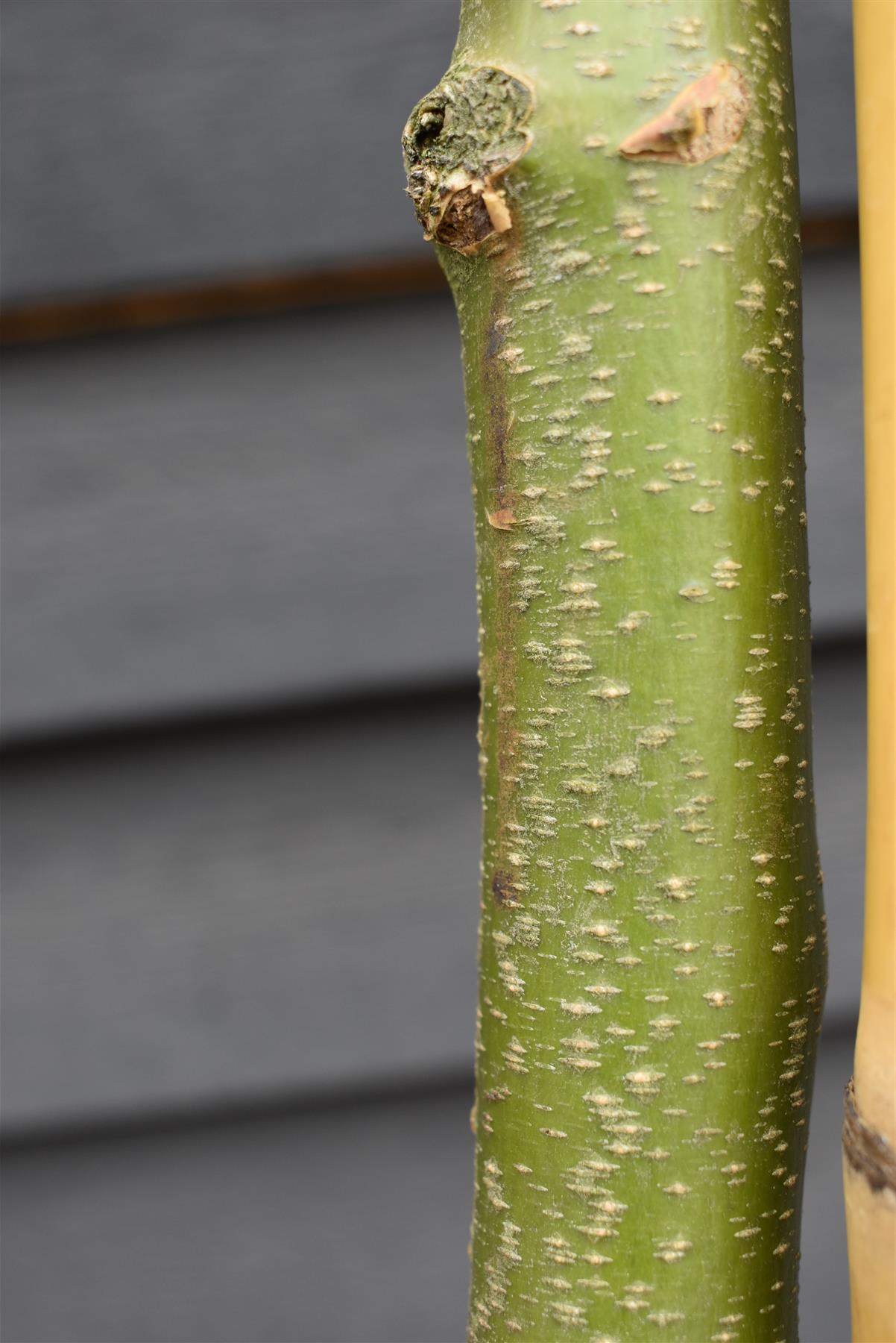 Laburnum x watereri 'Vossii' | Golden Chain Tree  - Girth 8-10cm - Height 280-300cm, 45lt