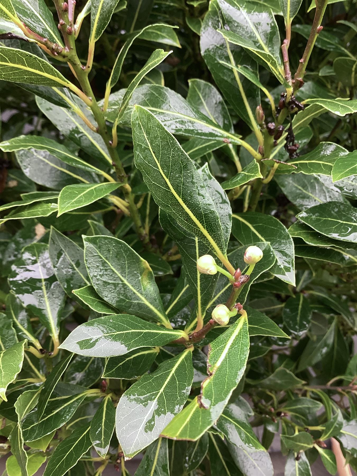 Laurus nobilis Junior| Bay laurel 1/2 std  Clear Stem - 140-150cm, 25lt