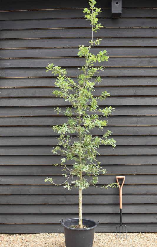 Quercus robur | English Oak - Height 250-350cm - Girth 12-14cm - 30lt