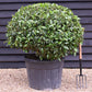 Portuguese Laurel Ball - Large and Dense | Prunus lusitanica 'Angustifolia' Ball - Height 90-110cm - Width 90-110cm - 130lt