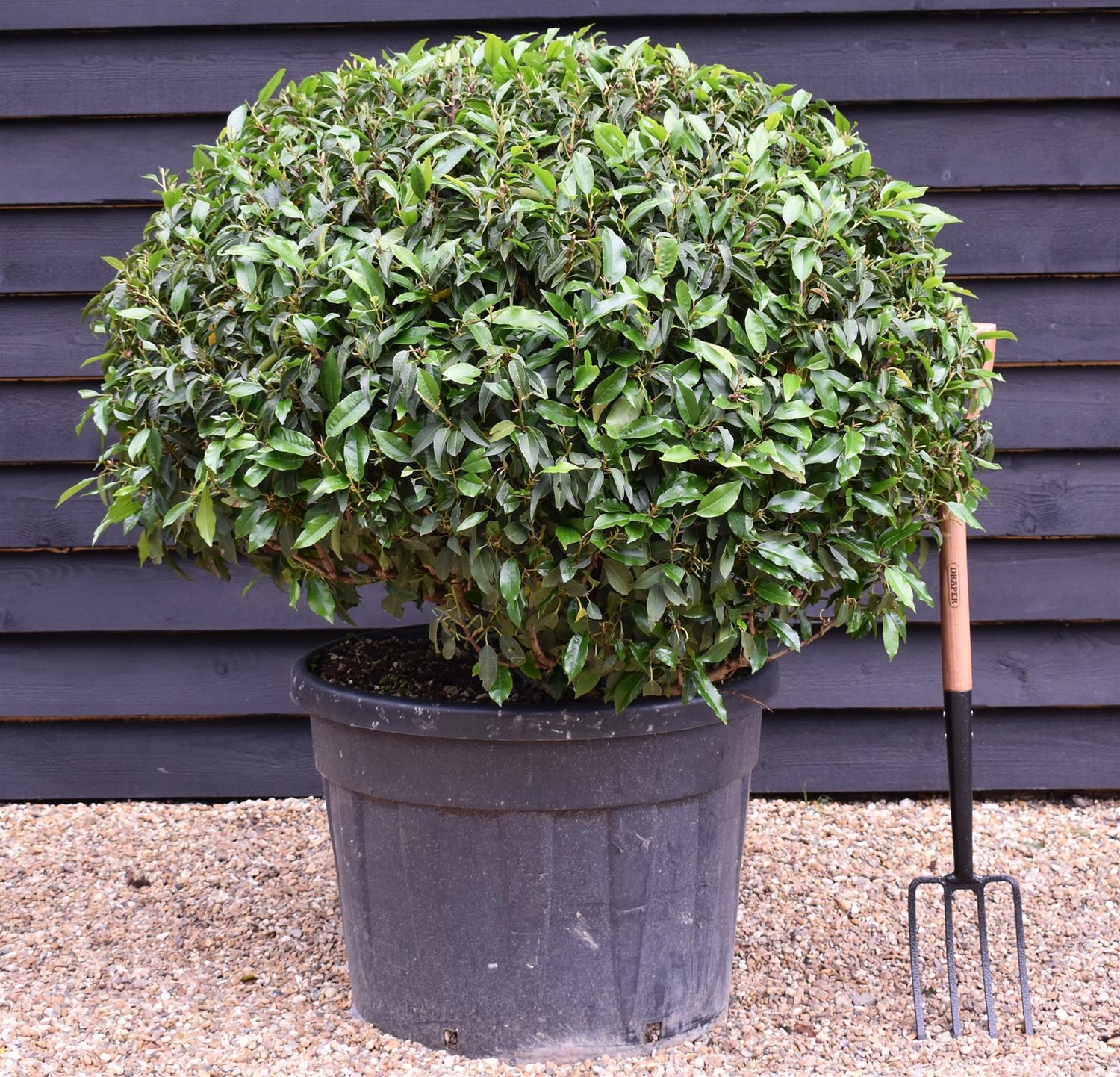 Portuguese Laurel Ball - Large and Dense | Prunus lusitanica 'Angustifolia' Ball - Height 90-110cm - Width 90-110cm - 130lt