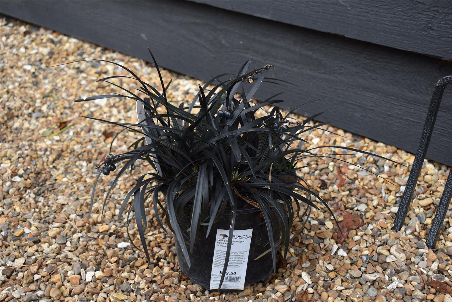 Black Mondo Grass | Ophiopogon planiscapus nigrescens - Height 10cm Width 10cm - 3lt