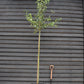 Amelanchier x grandiflora 'Robin Hill' - Clear Stem - Standard - Girth 6-8cm - 310-330cm - 70lt