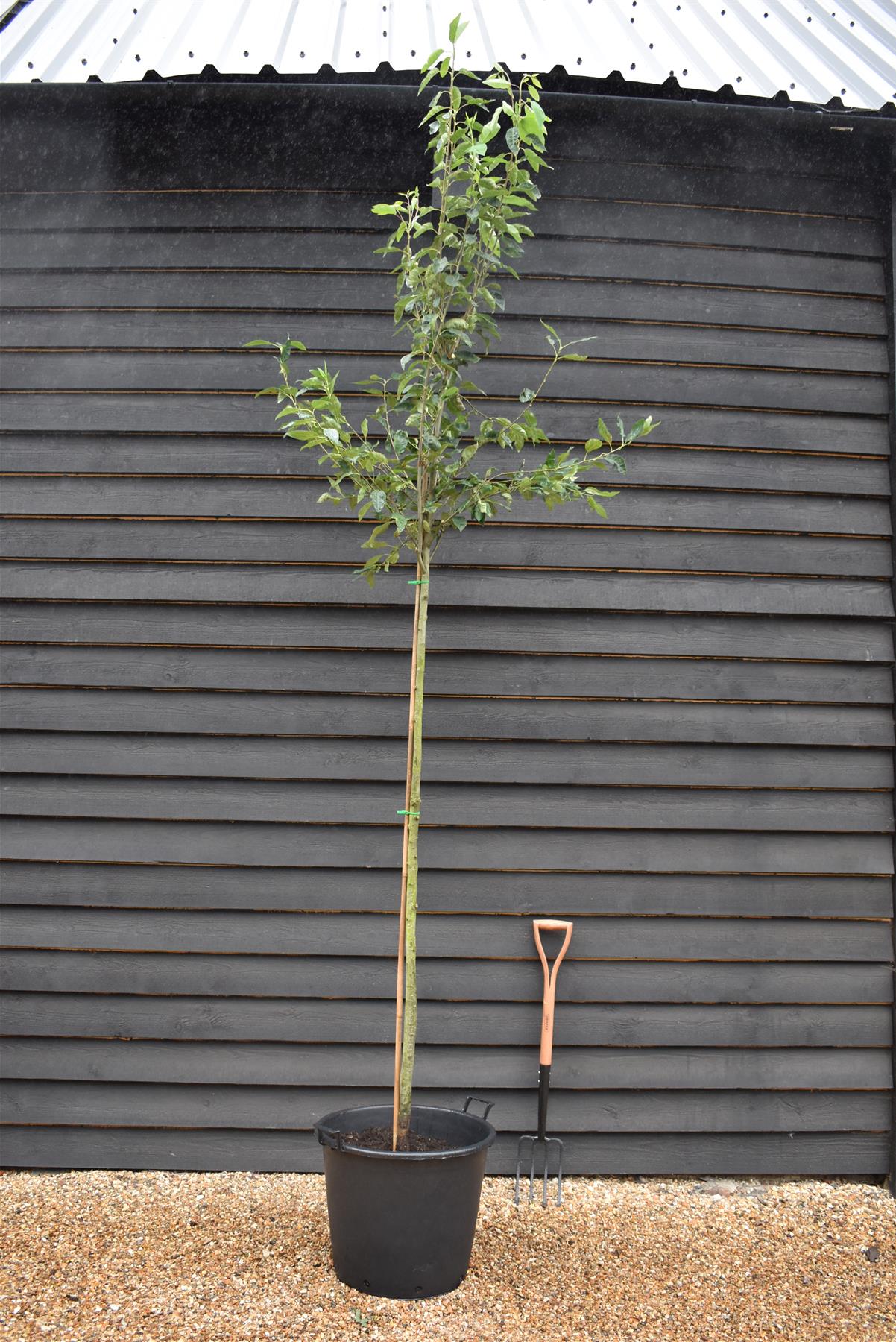 Amelanchier x grandiflora 'Robin Hill' - Clear Stem - Standard - Girth 6-8cm - 310-330cm - 70lt