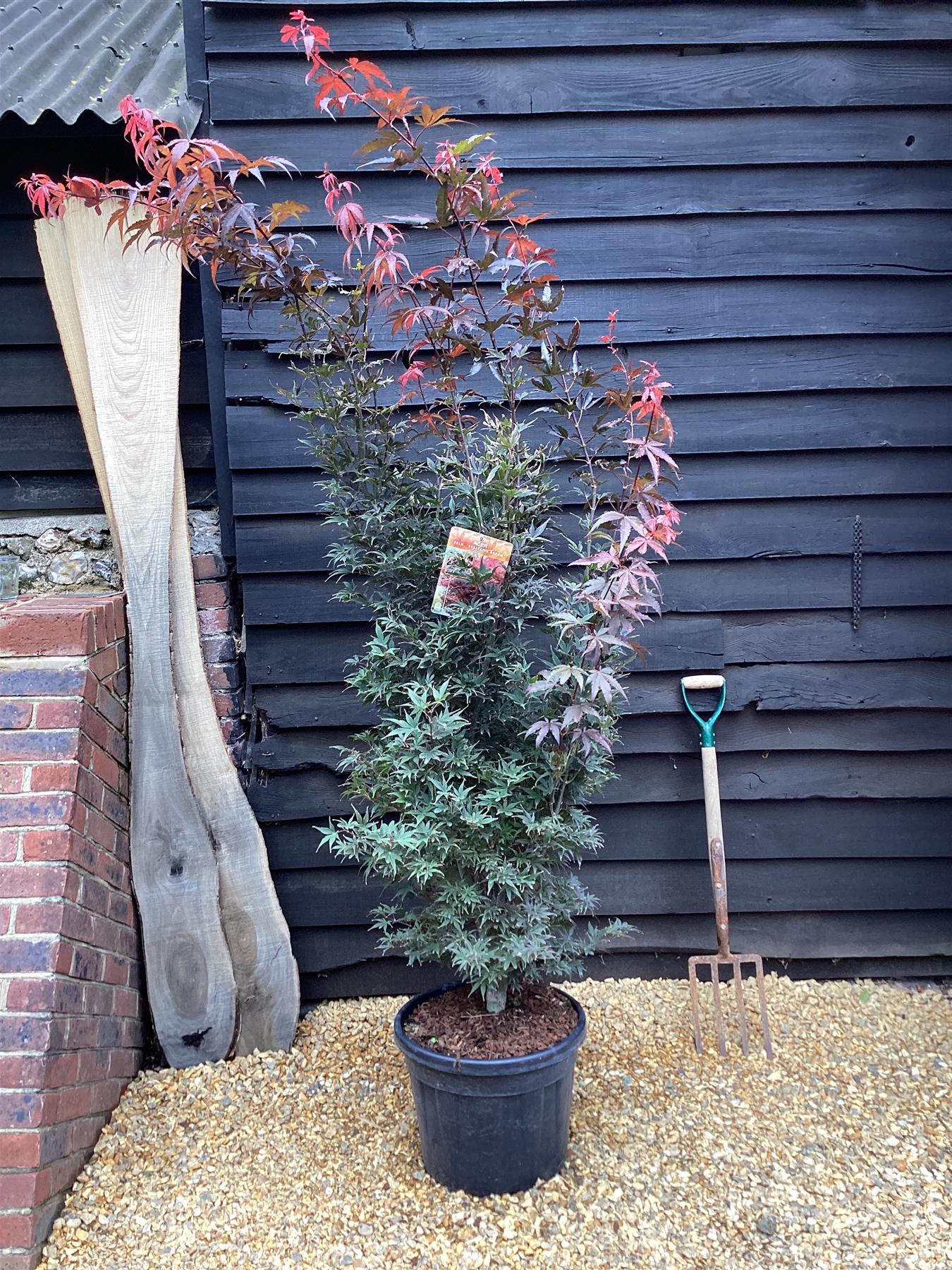 Japanese maple 'Skeeter's Broom' | Acer palmatum  | - Bushy - Height 180-200cm - 35lt