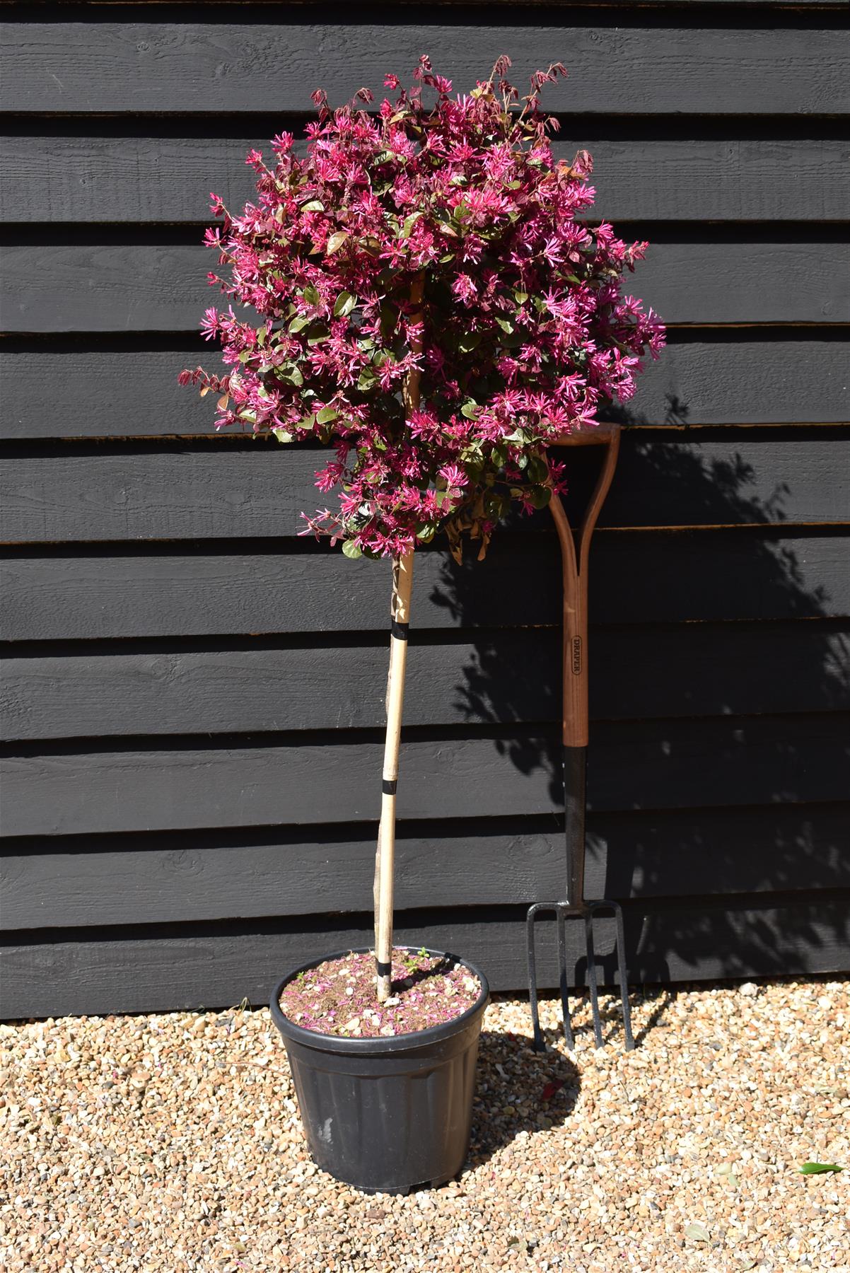 Loropetalum chinense Black Pearl | Chinese Fringe Flower - Clear Stem 100cm - Half Standard - Height 120-130cm - 15lt