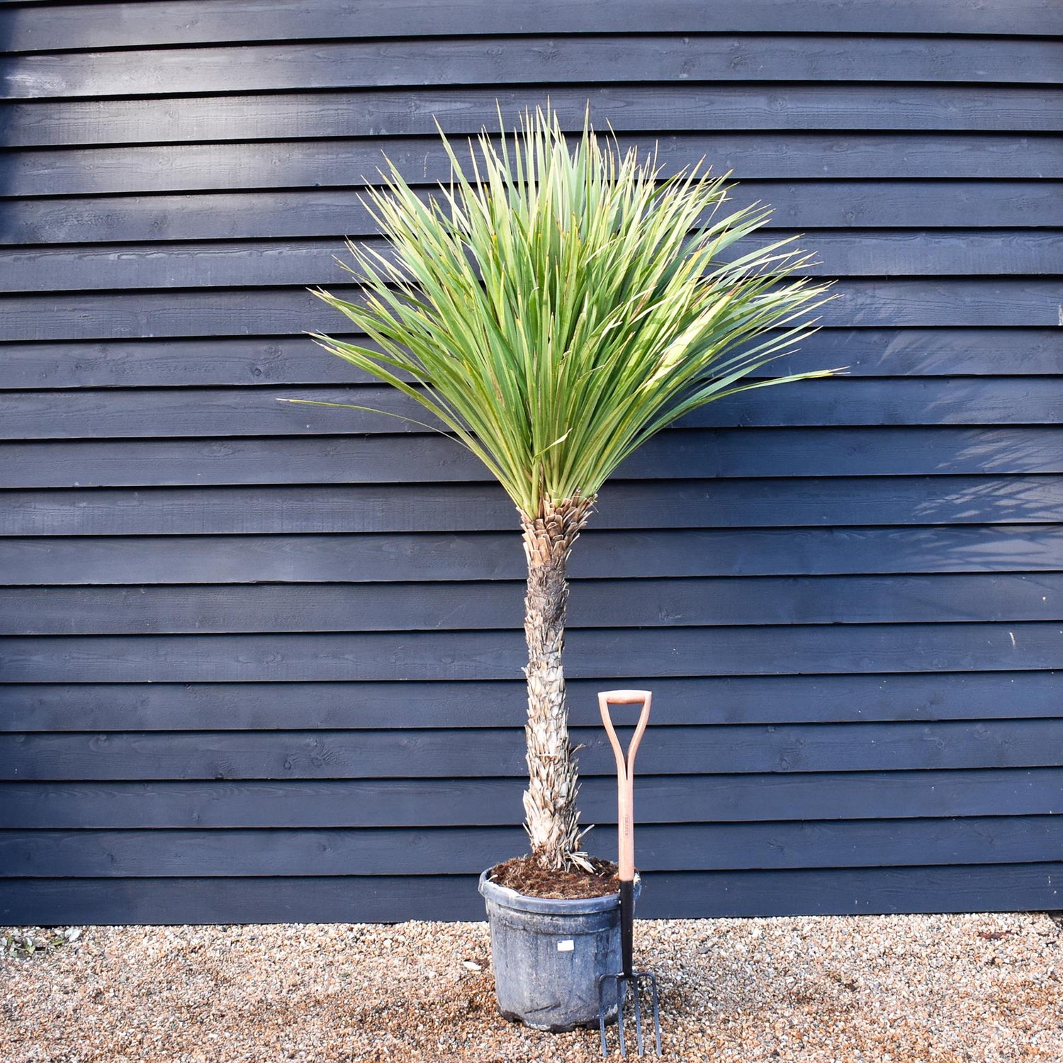 Cordyline australis | Cabbage Palm - Stem 100-120cm - Height 180-220cm - 50lt