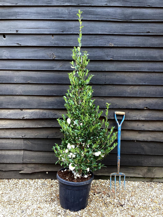 Camellia sasanqua - Bush - Large Shrub - White - Height 140cm - Width 60cm - 55lt