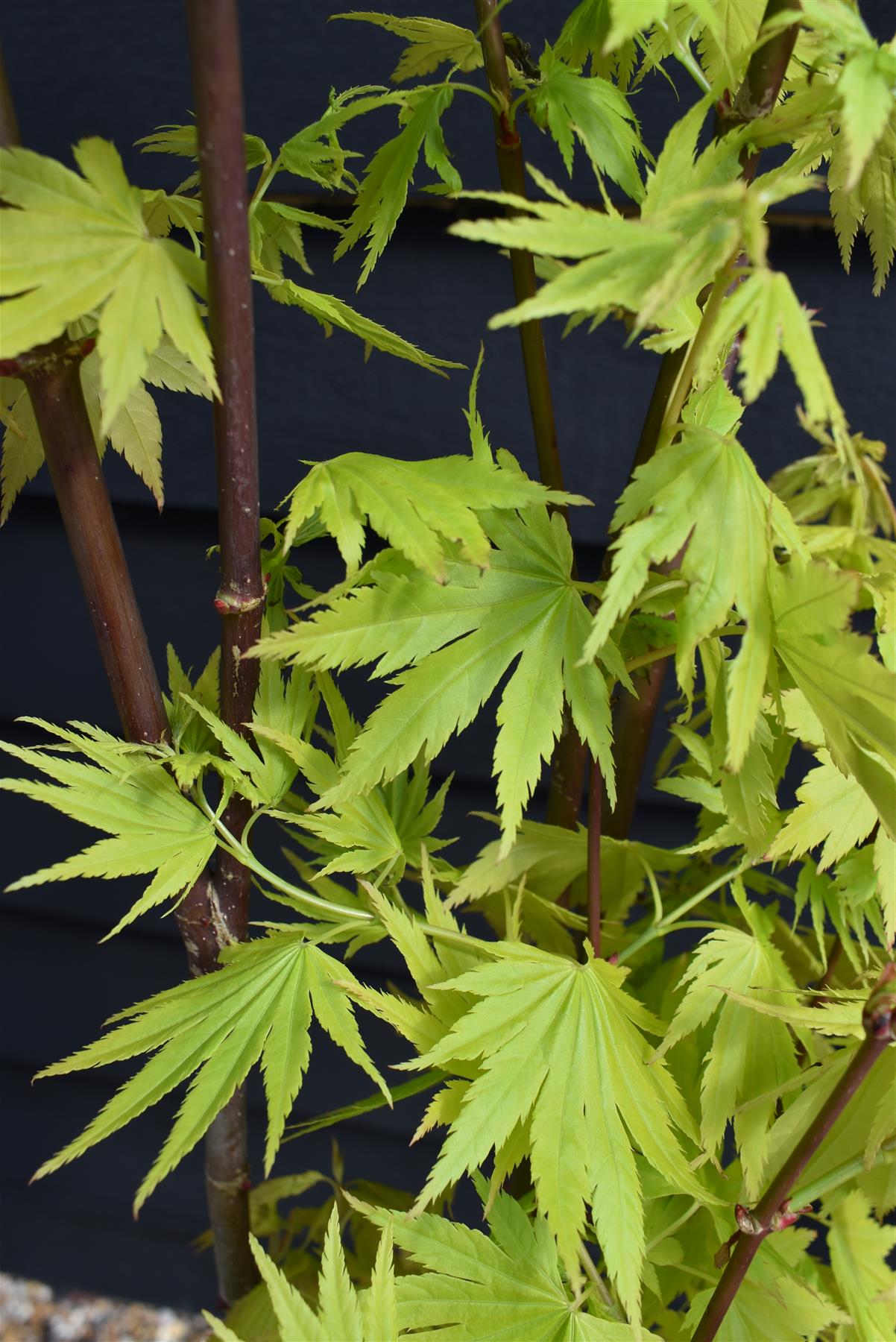 Acer shirasawanum 'Jordan' | Golden Full Moon' Maple - Narrow Upright - 160-180cm - 15lt