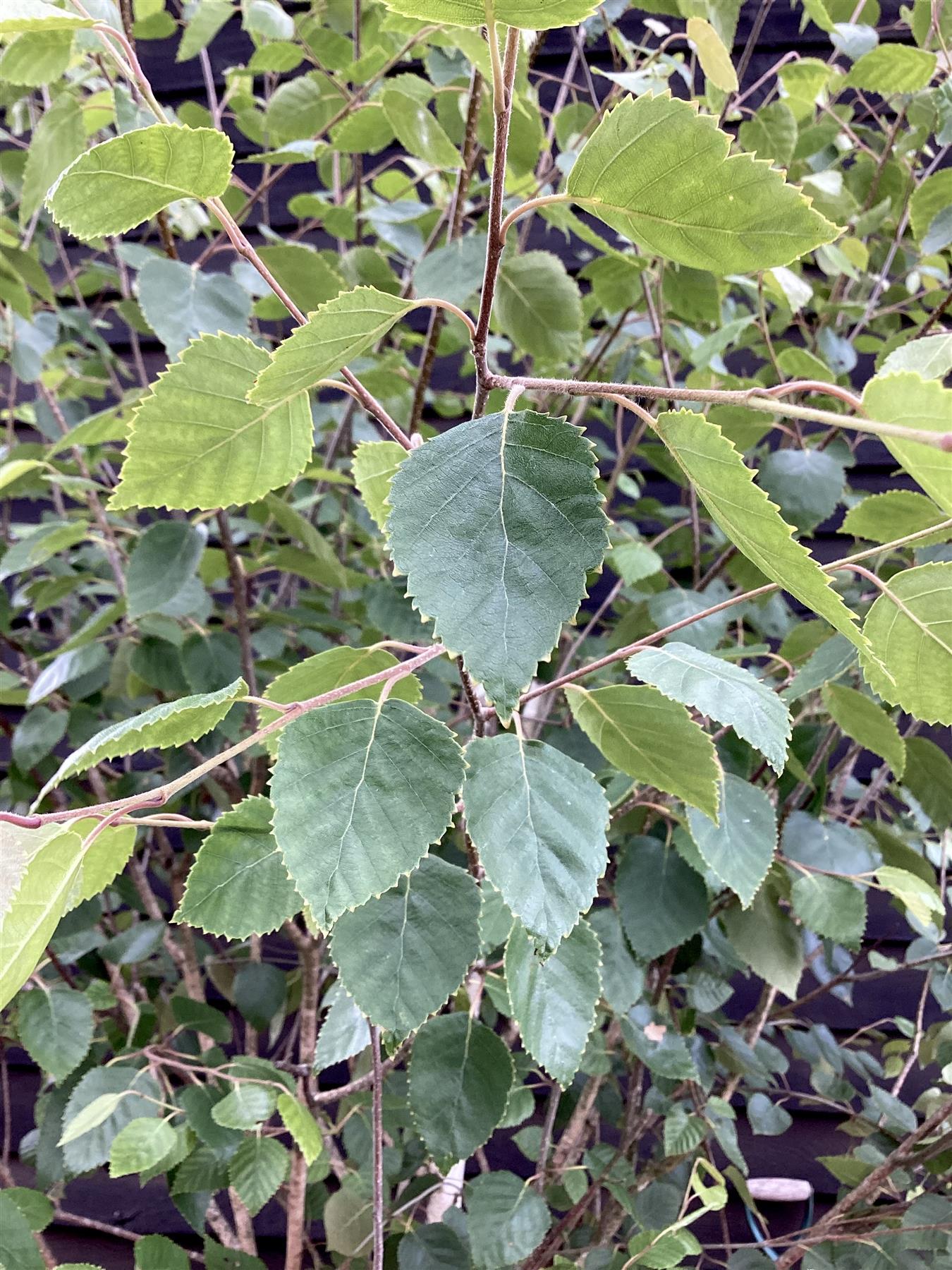 Betula utilis jaquemontii | Kashmir Birch - Parachute - 150-180cm, 130lt