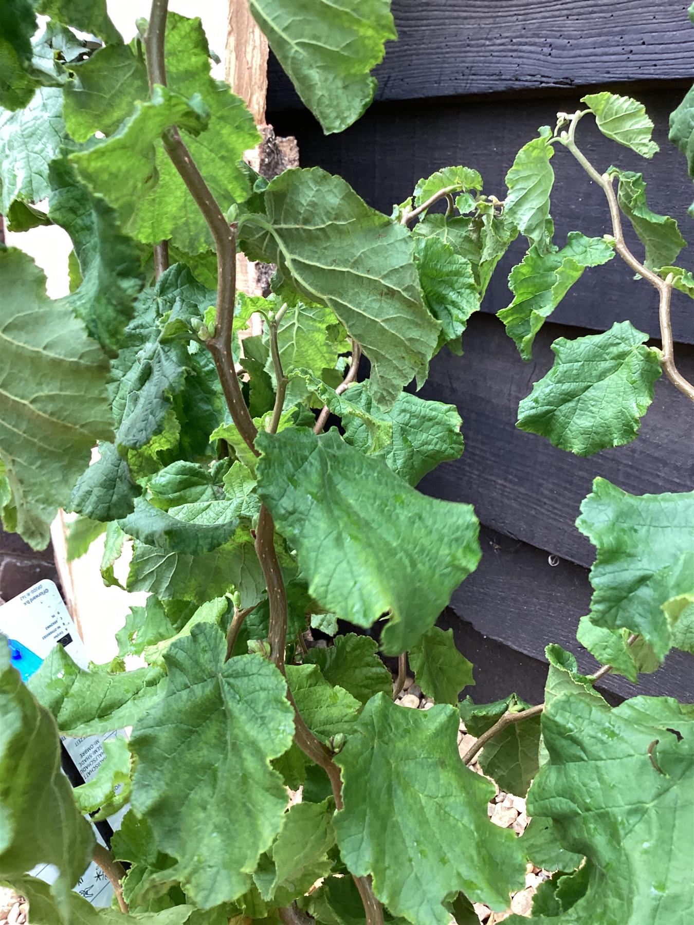 Corylus avellana 'Scooter' | Dwarf Corkscrew Hazel Scooter - 70-100cm, 12lt