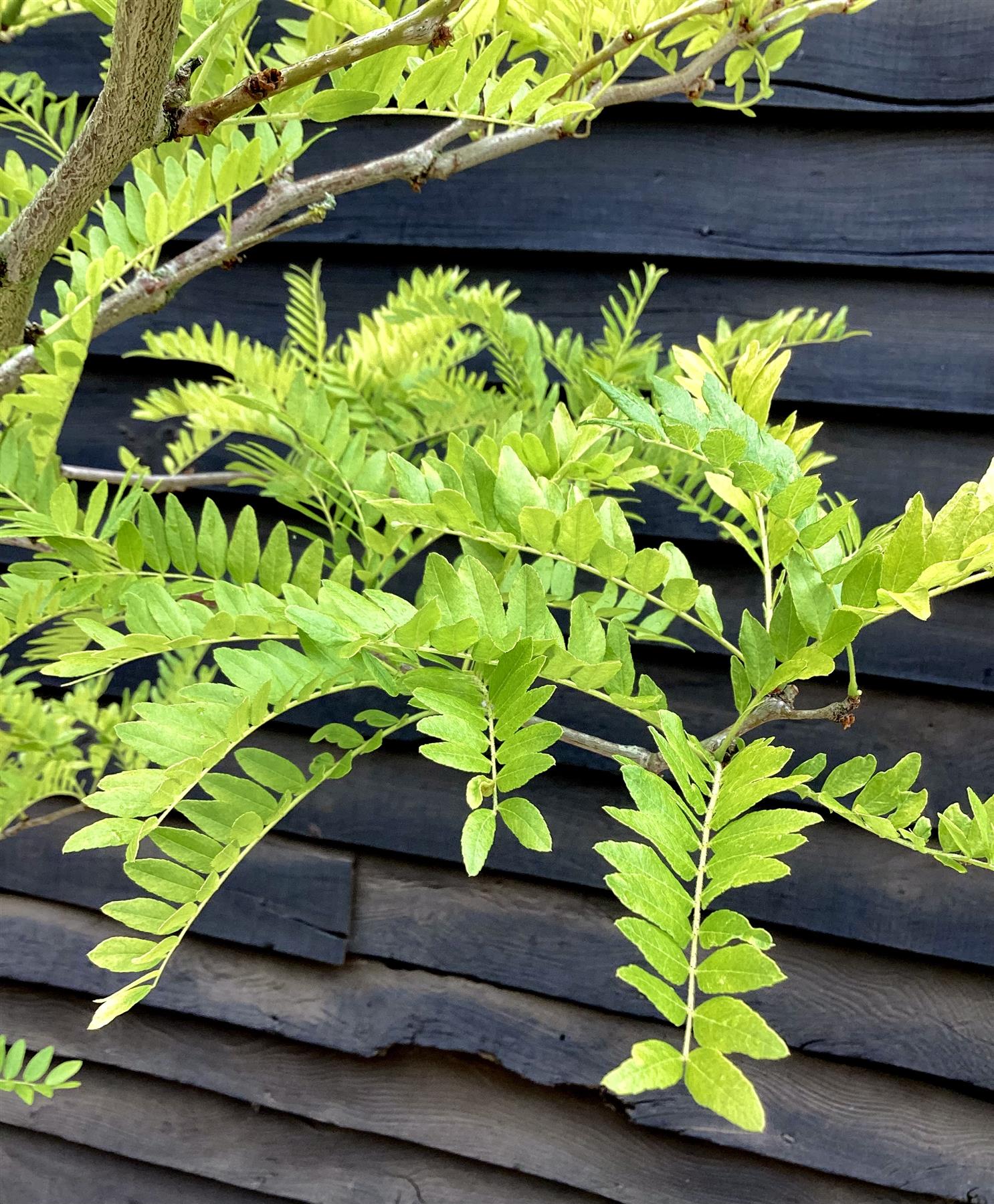 Gleditsia triacanthos Sunburst | Honey Locust 'Sunburst' - 70lt