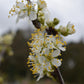 Plum tree 'Mirabelle de Nancy' | Prunus domestica - Height 100-120cm - 20lt