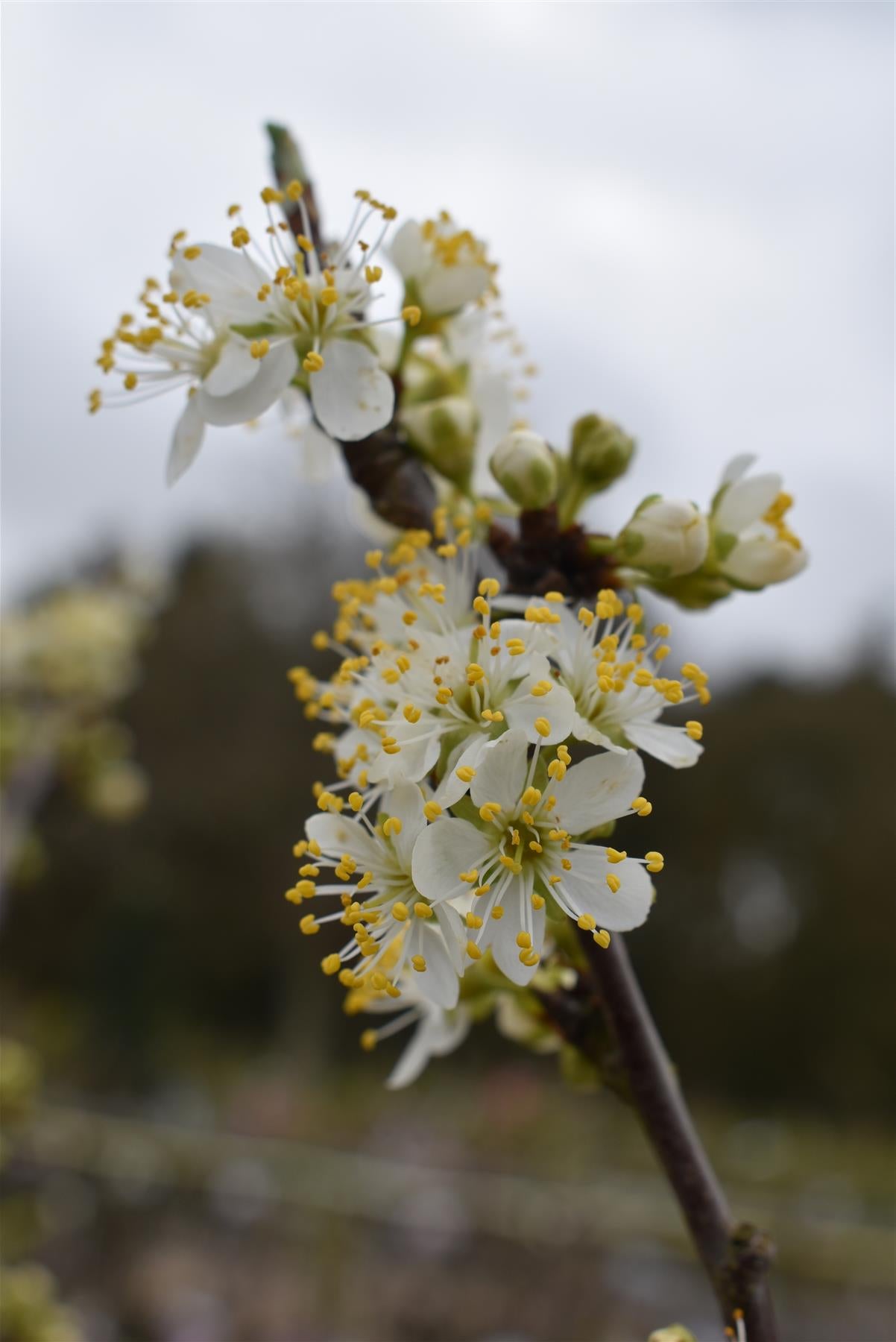 Plum tree 'Mirabelle de Nancy' | Prunus domestica - Height 100-120cm - 20lt