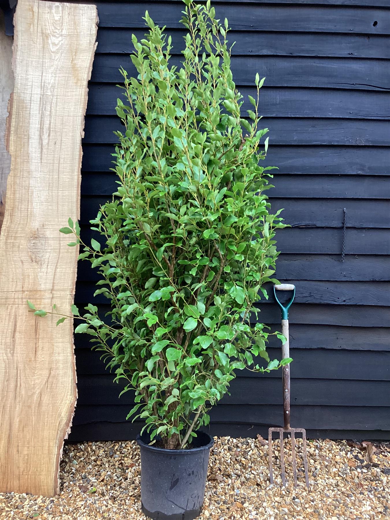 Griselinia littoralis | New Zealand Broadleaf B - 25lt