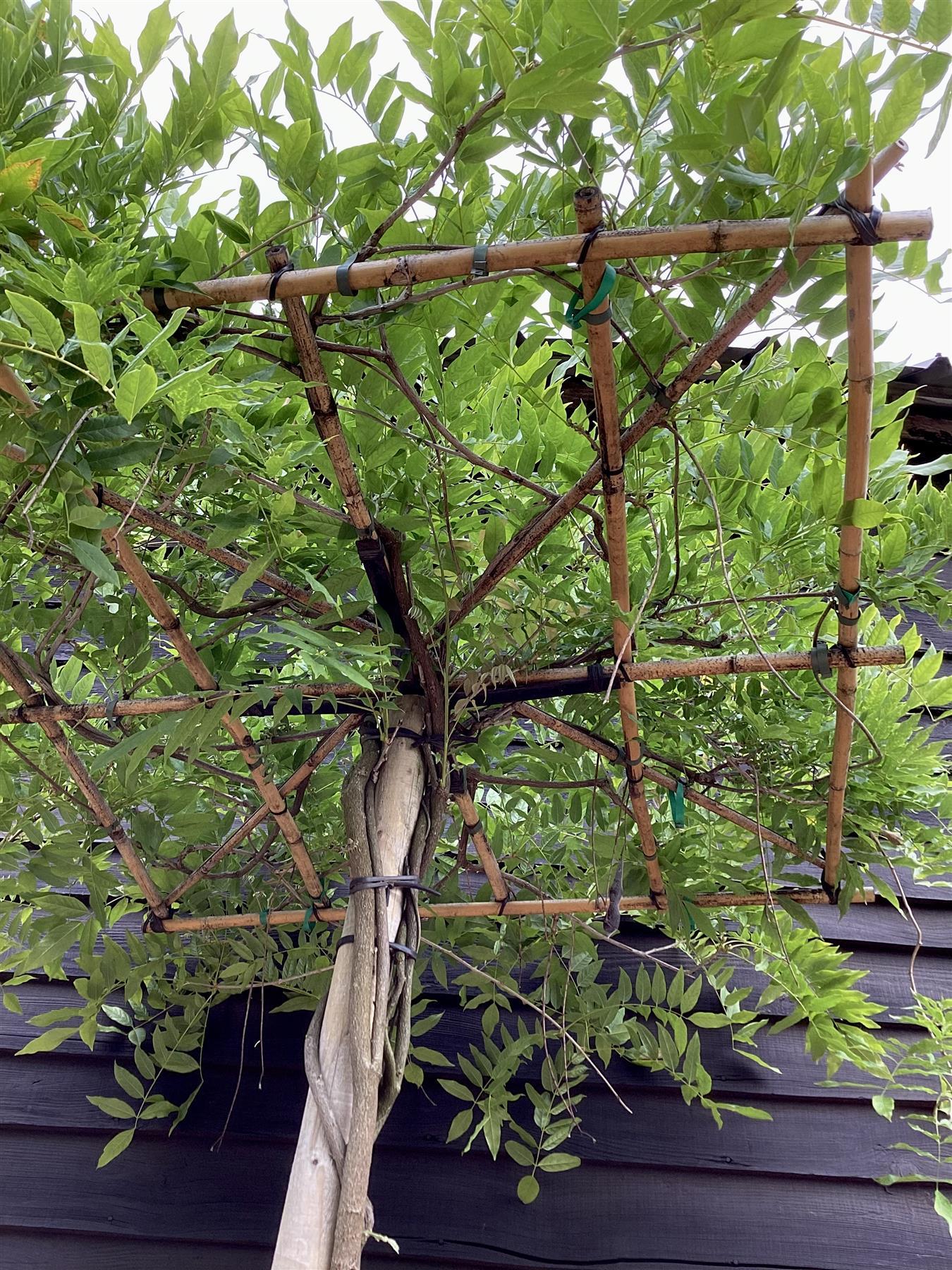 Wisteria 'Iko yama Fuli' - Blue - Umbrella - Roof Espalier 120-120cm - Height 200cm - 55lt