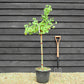 Ginkgo biloba 'Mariken' | Maidenhair Tree- Half Standard - Clear Stem 80cm - Height 135-150cm - 15lt