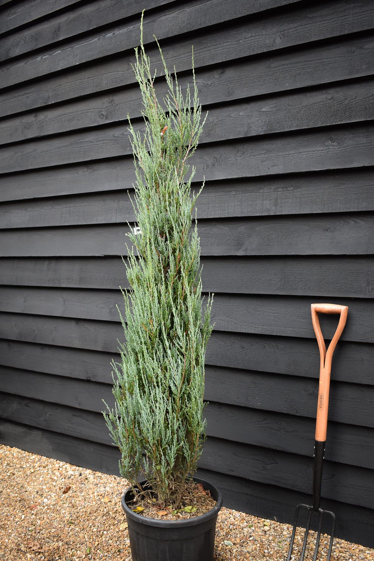 Rocky Mountain juniper | Juniperus scopulorum 'Blue Arrow' - Height 140-160cm - 25lt