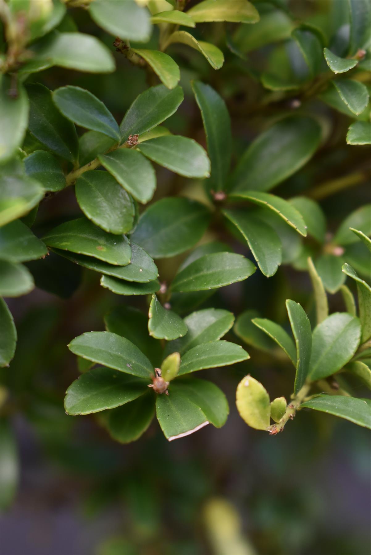 Ilex crenata| Japanese Holly - Bonsai - 25lt