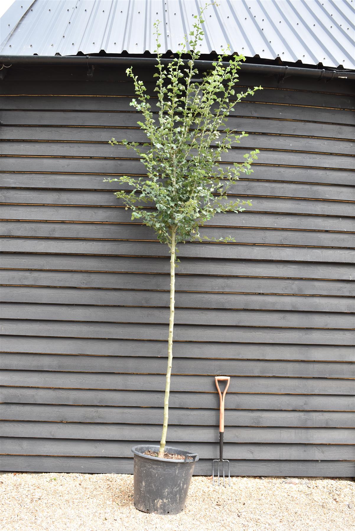 Crataegus Laevigata 'Paul's Scarlet' | Hawthorn 'Paul's Scarlet' - Clear Stem - Standard - Girth 10-12cm - 340-360cm - 70lt