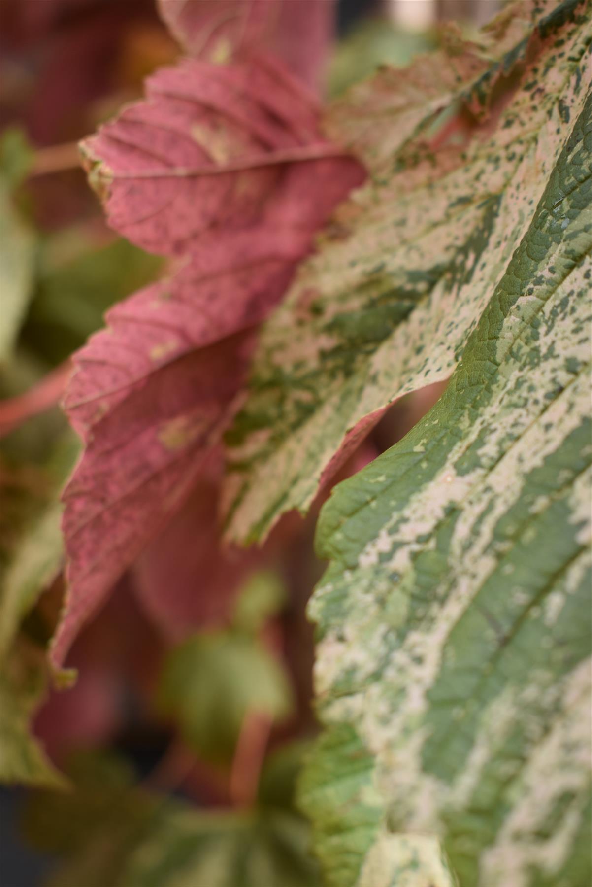 Acer pseudoplatanus Prinz Handjery - Height 200-220cm - 20lt