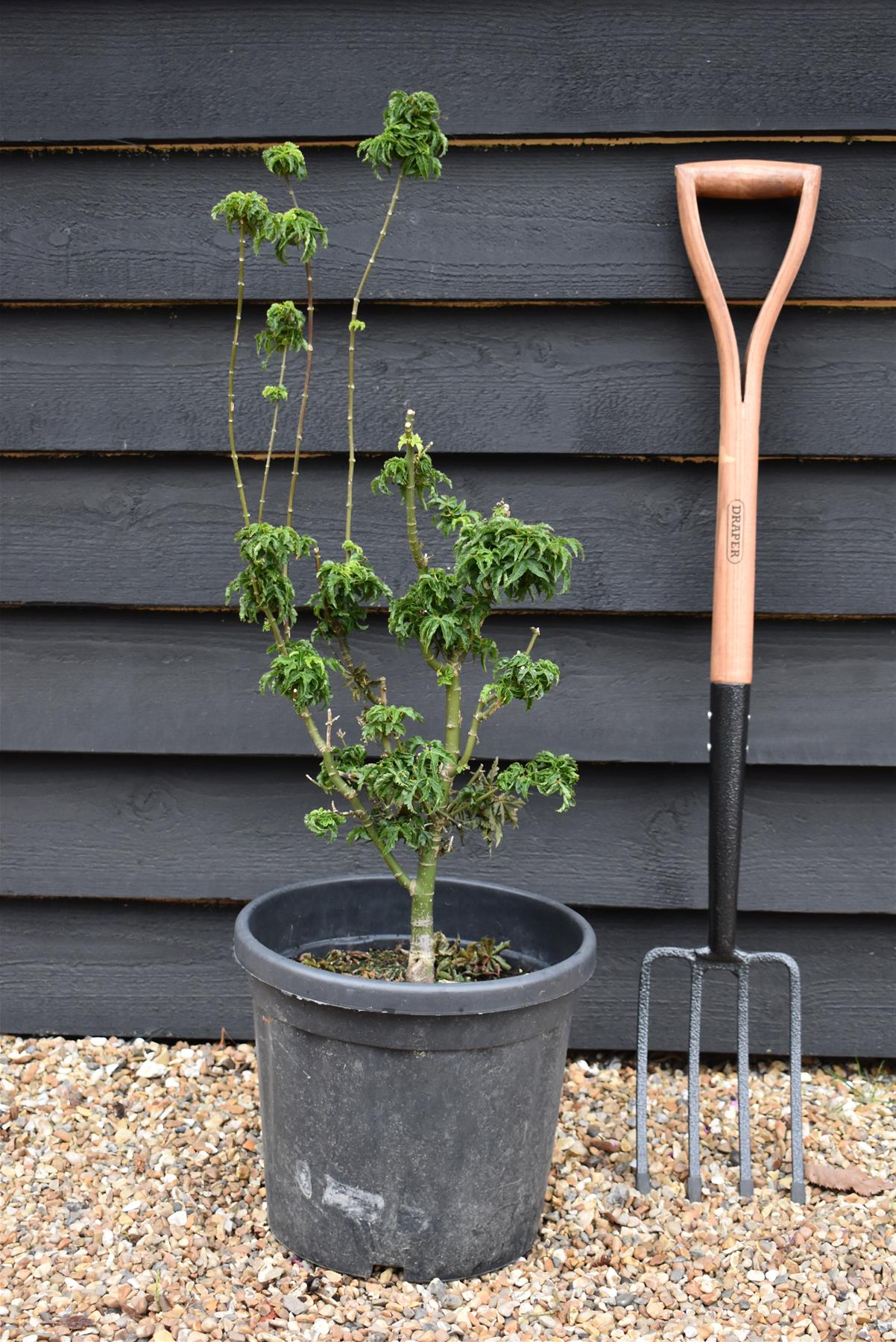 Acer palmatum 'Crispifolium'  (Shishi Gashira Maple) - 90cm, 15lt