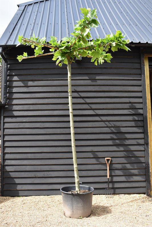 Platanus hispanica | London plane - Girth 21-23cm - Height 340-360cm - 130lt