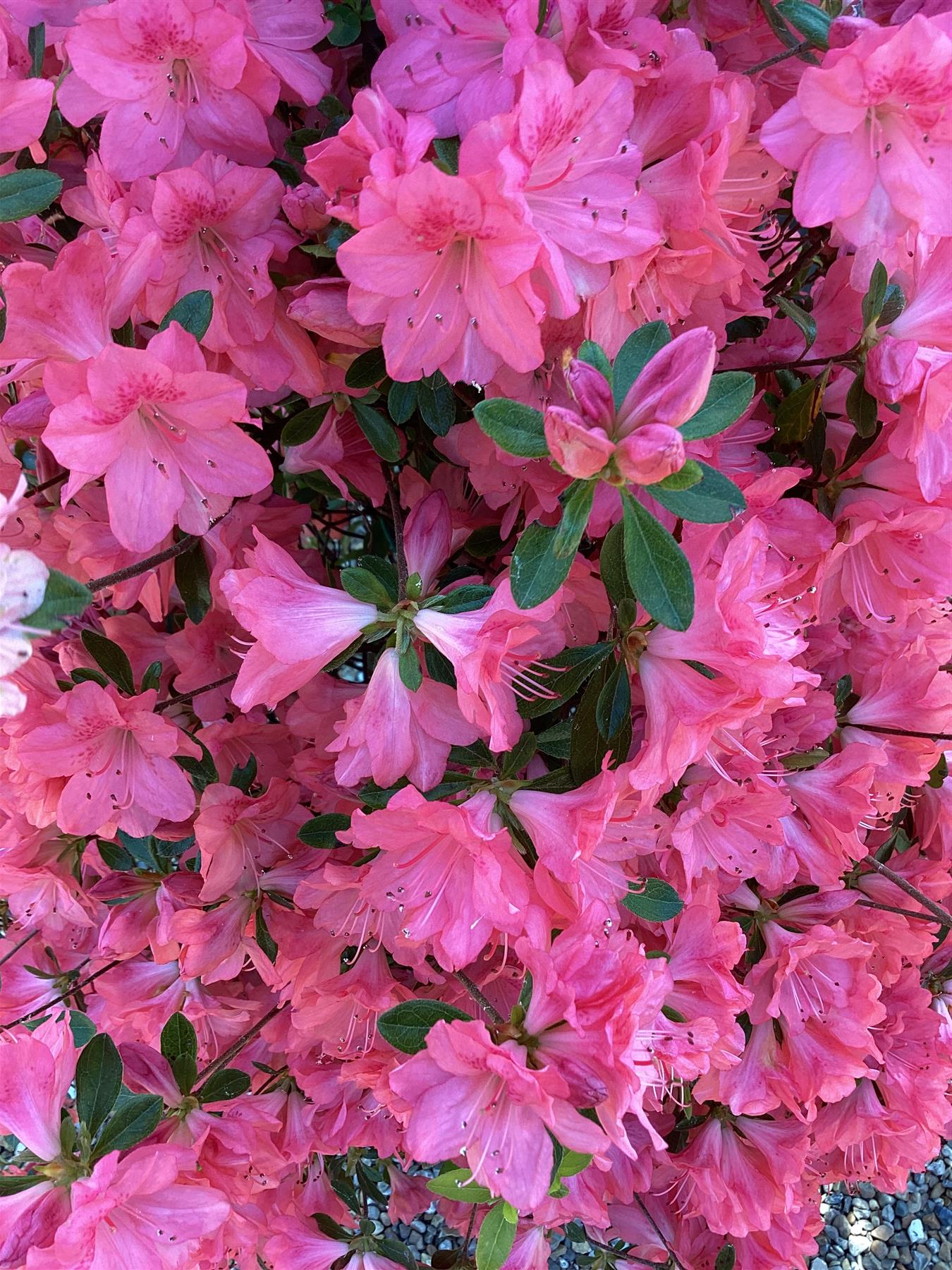 Azalea Japonica | Rhododendron - 115cm, 20lt