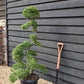 Ilex crenata| Japanese Holly - Bonsai - 25lt