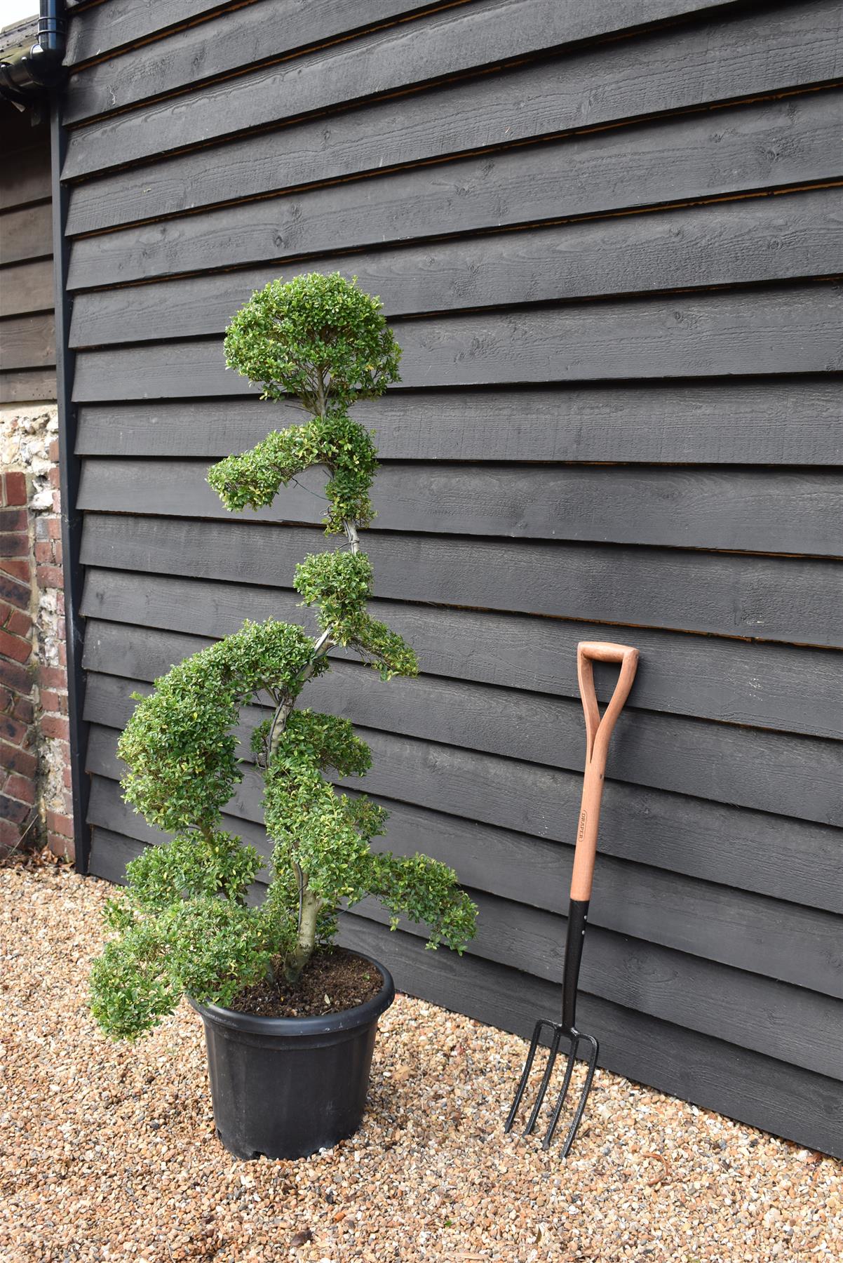 Ilex crenata| Japanese Holly - Bonsai - 25lt