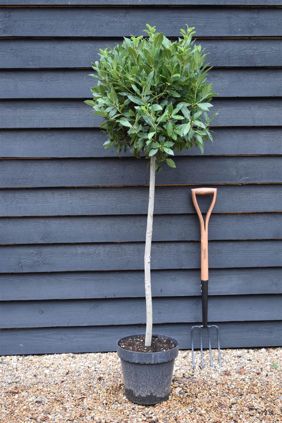 Laurus Nobilis Clear Stem (95cm)| Bay laurel tree - Height 140-145cm - 18lt