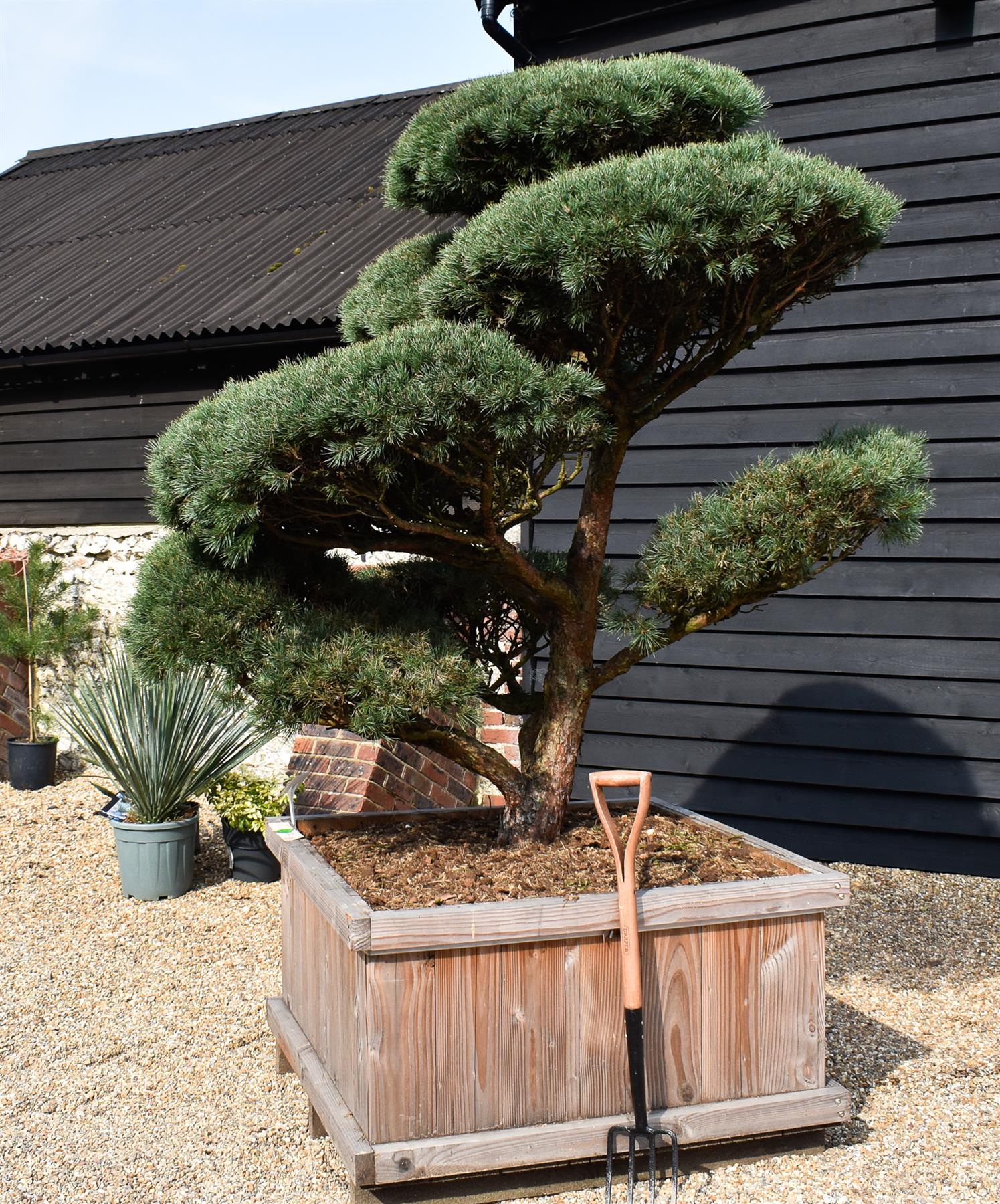 Pinus sylvestris 'Watereri' - Cloud Bonsai - Specimen 1 - Height 190cm - Width 180cm - Wooden Box 115 x 115cm - 800lt