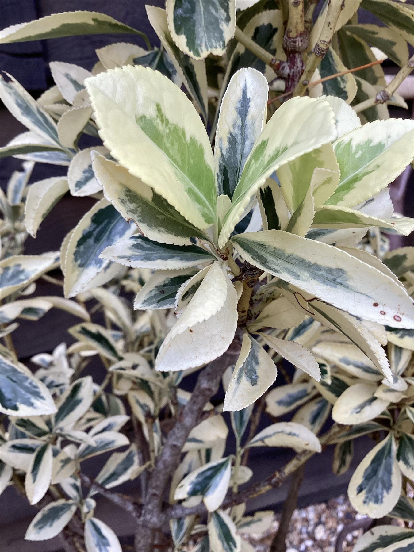 Euonymus japonicus 'Bravo' - 150-180cm, 30lt