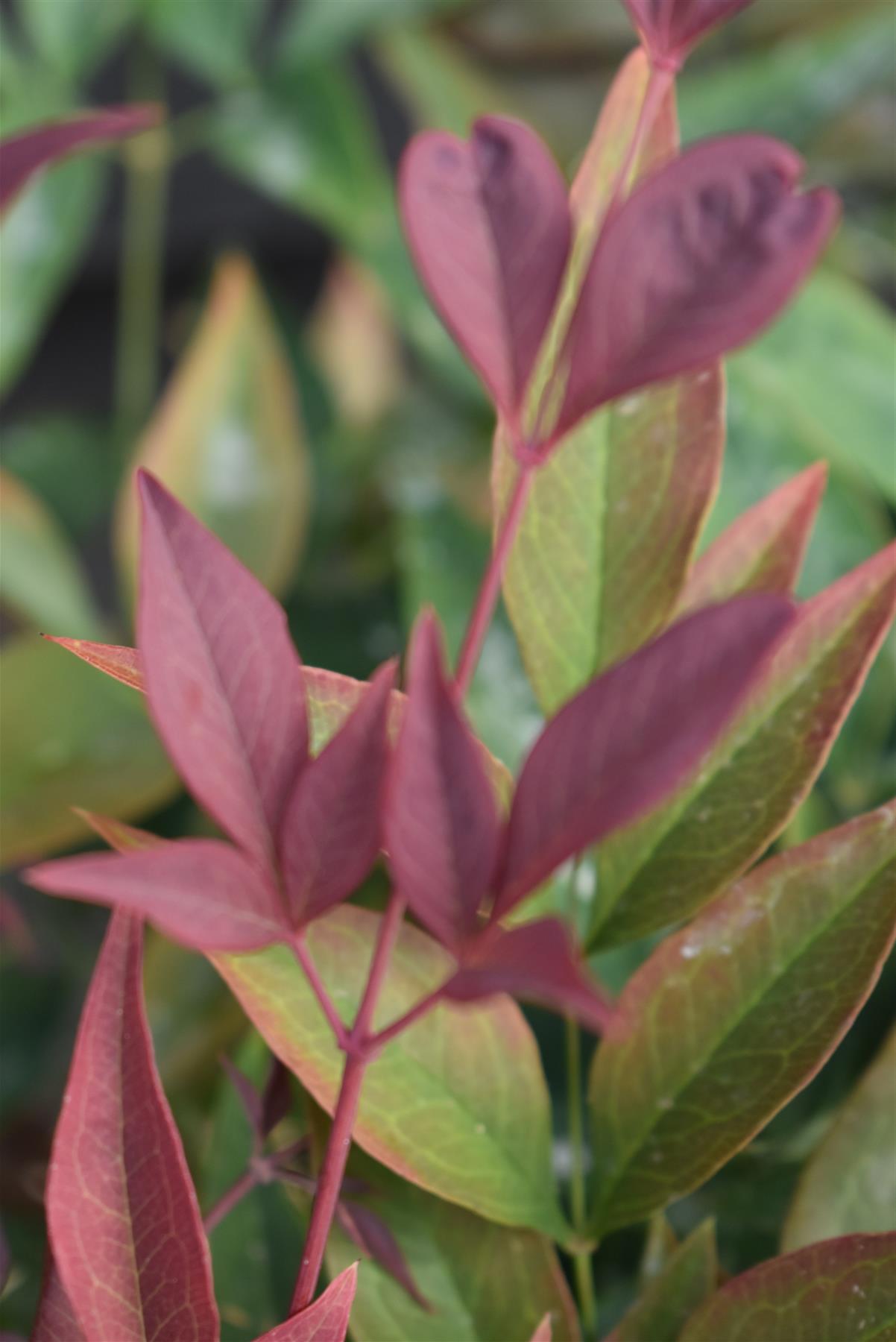 Nandina domestica Obsessed | Heavenly Bamboo - 40-60cm, 7lt