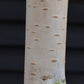 Betula utilis Snow Queen | Himalayan birch 'Doorenbos' - Girth 10-12cm - Height - 380-400cm - 70lt