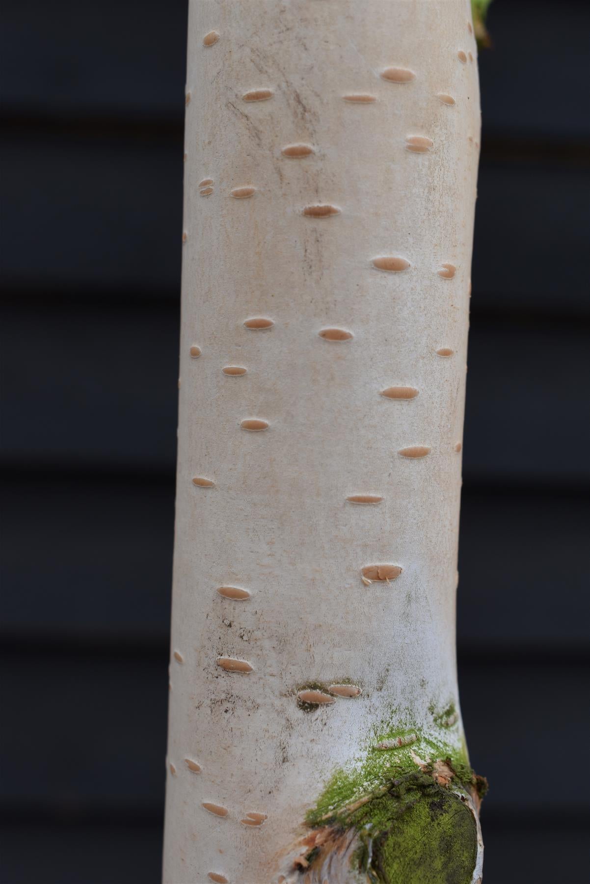 Betula utilis Snow Queen | Himalayan birch 'Doorenbos' - Girth 10-12cm - Height - 380-400cm - 70lt