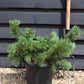 Pinus mugo 'Krauskopf' | Dwarf mountain pine - Height 40-50cm - Width 30cm - 11lt