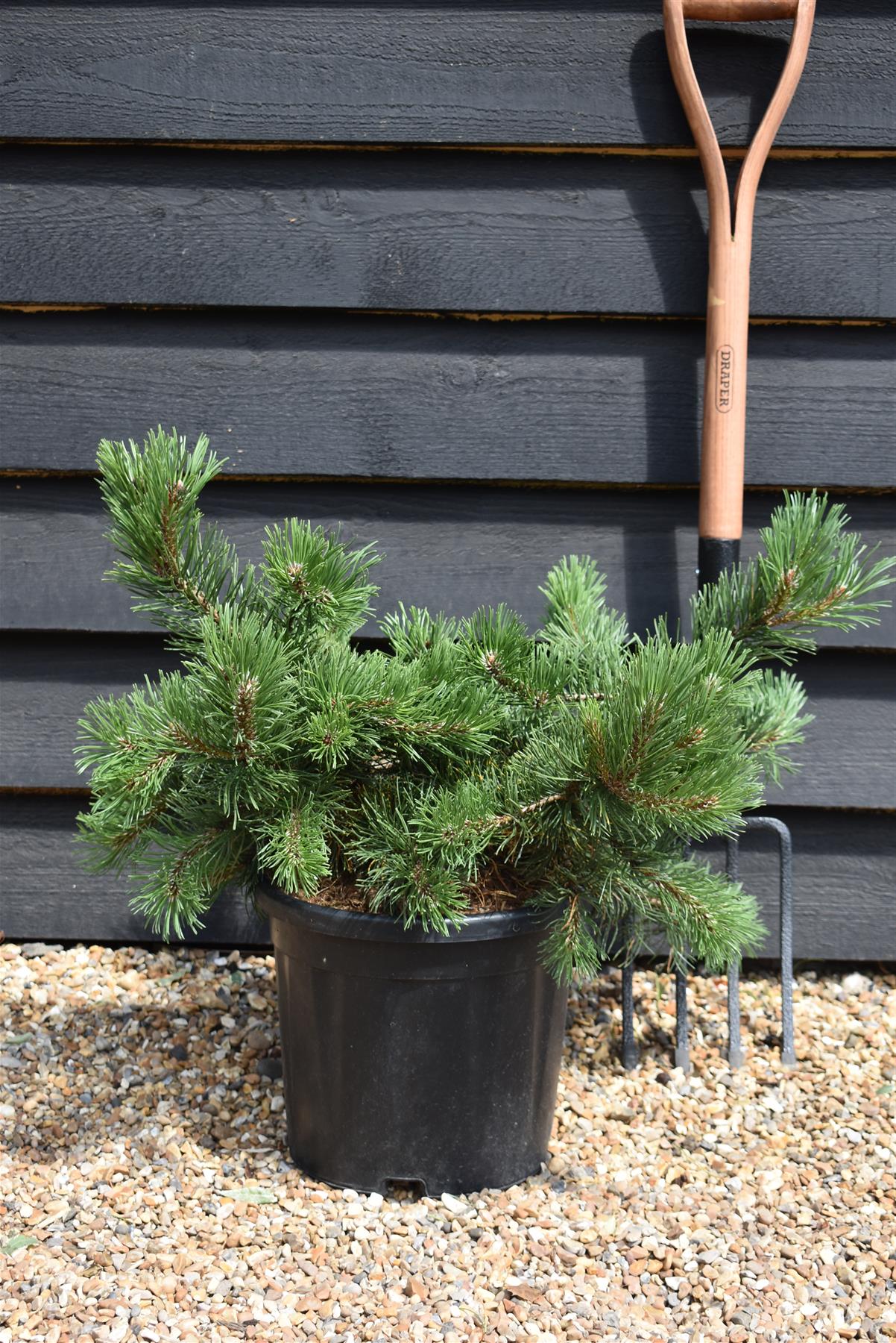 Pinus mugo 'Krauskopf' | Dwarf mountain pine - Height 40-50cm - Width 30cm - 11lt