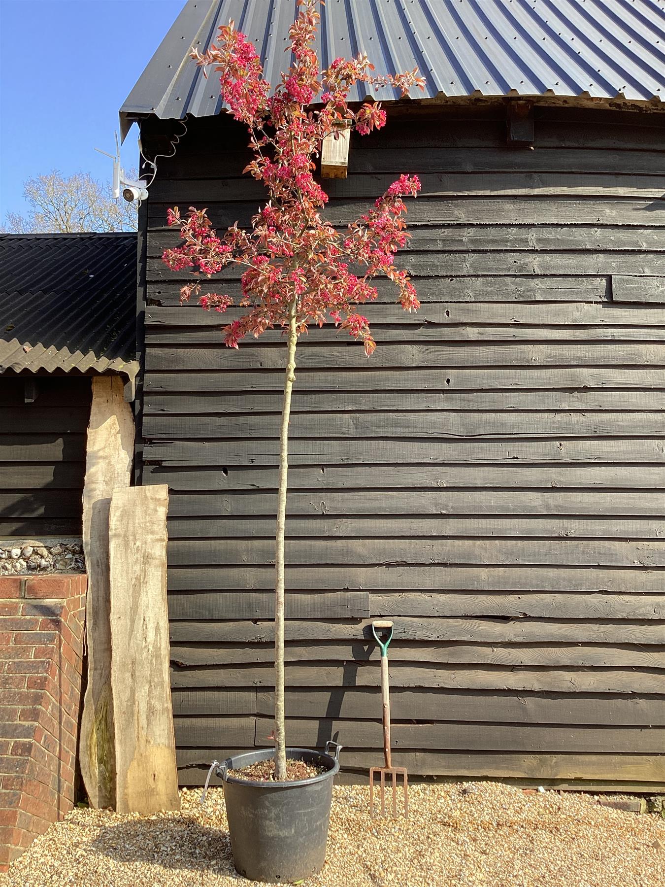 Malus 'Coccinella'