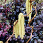 Corylus avellana 'Contorta' | Corkscrew Hazel - 70-100cm - 10lt