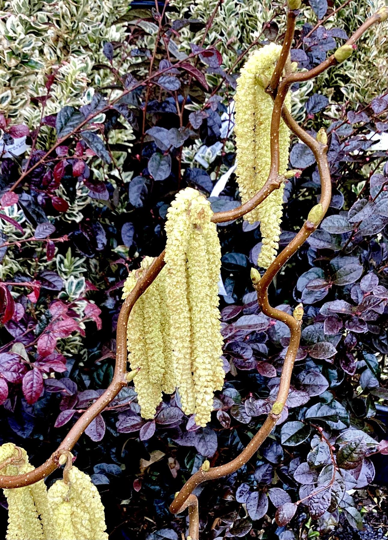 Corylus avellana 'Contorta' | Corkscrew Hazel - 70-100cm - 10lt