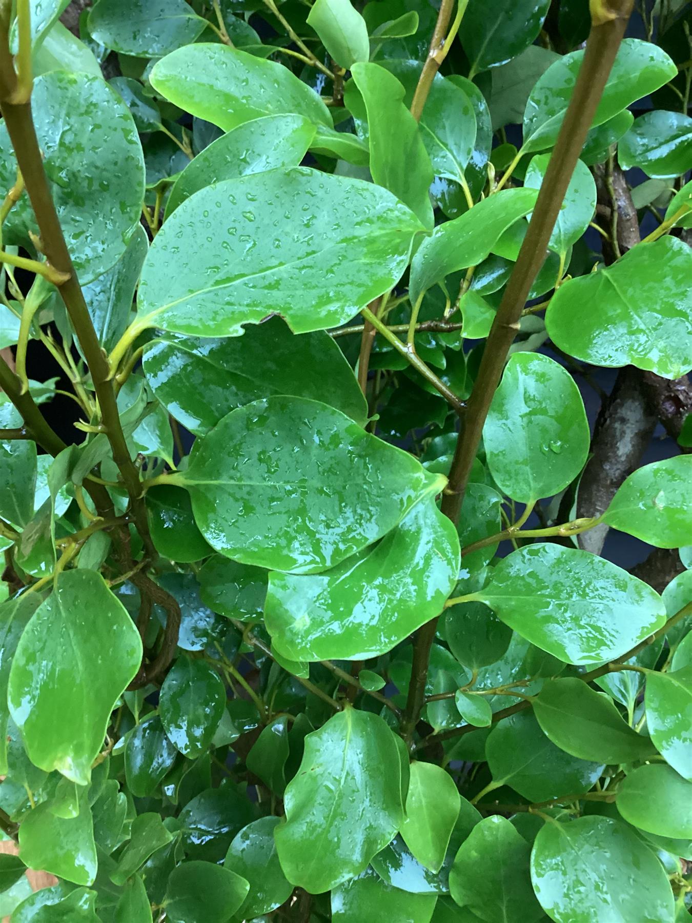 Griselinia littoralis | New Zealand Broadleaf A - 25lt