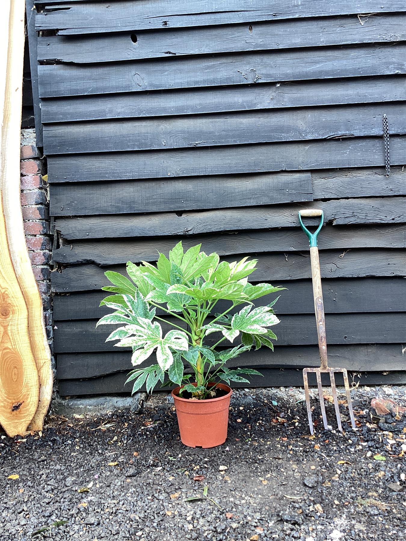 Fatsia japonica 'Spider's Web' | Japanese aralia - 7lt