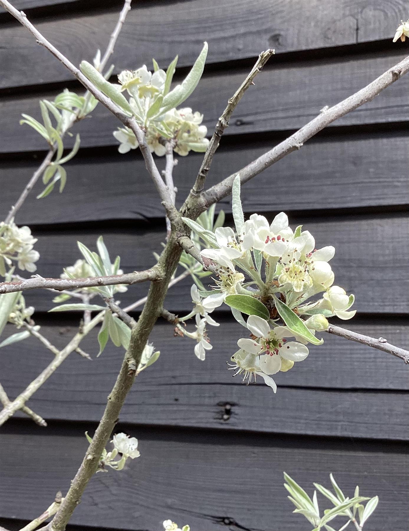 Pyrus salicifolia 'Pendula' - 200-250cm, 10lt